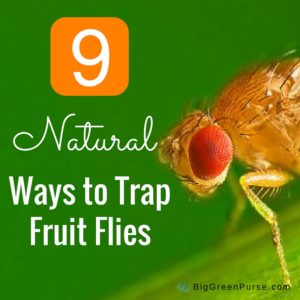 9 Natural Ways to Trap Fruit Flies