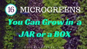 16 Microgreens You Can Grow in a Jar or a Box