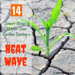 14 Smart Ways to Water Your Garden During a Heat Wave